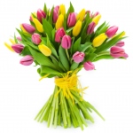 Tulipany różowo-żółte od 25 do 75 sztuk